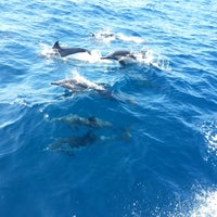 Photo taken at Capt. Dave&#39;s Dana Point Dolphin &amp; Whale Watching Safari by Krishona C. on 9/1/2014