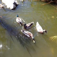 Photo taken at CSUN Fish And Duck Pond by Joshua F. on 9/20/2012