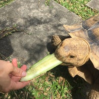 Photo taken at The Live Turtle &amp;amp; Tortoise Museum by Riann G. on 3/11/2018