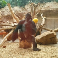 Photo taken at Gorilla Pavilion by panijistevitekdo on 8/18/2022