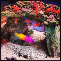 Todd s Tropical Fish Pet Supplies Store in Hampden