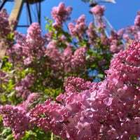 Photo taken at Hilda Klager Lilac Gardens by Eli T. on 4/17/2021