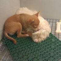 Photo taken at Petland Ft. Myers by Tim W. on 10/7/2012