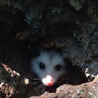 4/14/2016 tarihinde Kathleen N.ziyaretçi tarafından Denison Pequotsepos Nature Center'de çekilen fotoğraf