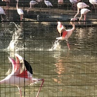 Photo taken at Flamingo by パミル on 1/21/2017