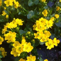 Mein Garten Lütten Klein 0 tips