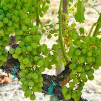 Photo taken at Sonoma-Cutrer Vineyards by Sonoma-Cutrer Vineyards on 11/13/2014