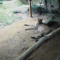Photo taken at Singapore Zoo by TAISHI I. on 9/7/2023