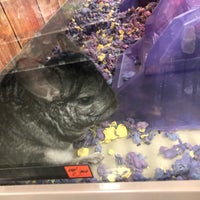 Photo taken at Petco by Yue L. on 4/21/2019
