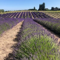 รูปภาพถ่ายที่ B&amp;B Family Lavender Farm โดย Yue L. เมื่อ 7/20/2019