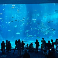 Photo taken at Okinawa Churaumi Aquarium by たくまん on 4/18/2024