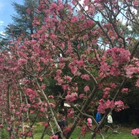 Photo taken at Descanso Gardens Japanese Garden Teahouse by Phillip V. on 3/13/2016
