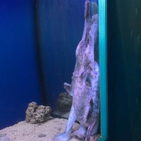 7/23/2020 tarihinde Ne N.ziyaretçi tarafından Aquarium Terrarium Sibenik ZOO'de çekilen fotoğraf