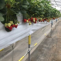 池田観光果樹園 Fruit Vegetable Store