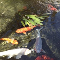 Photo taken at Westwood Gateway Koi Pond by 🐯 A. on 5/15/2012