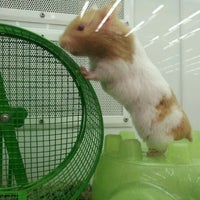 petco greenback