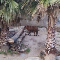 Photo taken at Tigers by Courtney M. on 2/26/2012