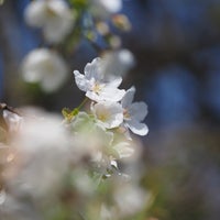 Photo taken at Koishikawa Botanical Gardens by Mai on 3/31/2024