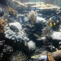 Foto diambil di Smithsonian Marine Ecosystems Exhibit oleh Jessica O. pada 8/13/2013