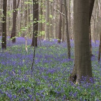 Photo taken at Hallerbos by Marthe J. on 4/16/2017