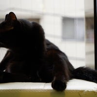 猫まるカフェ Tea Room In 錦糸町