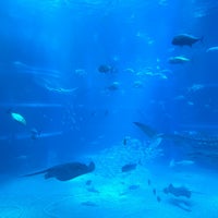 Photo taken at Osaka Aquarium Kaiyukan by Hossein G. on 3/24/2024