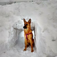 собака марьино. собака марьино. собака марьино. собака марьино. год собаки.