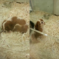 park pet shop park pet shop