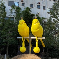 黄色いインコ 赤坂 1 Tip 黄色いインコ 赤坂 1 Tip