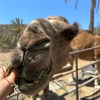 5/9/2023 tarihinde Maria D.ziyaretçi tarafından Oasis Park Fuerteventura'de çekilen fotoğraf