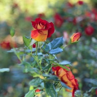 Livermore Pleasanton Dublin Real Estate