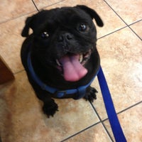 Animal Clinic Of Hollis Court Veterinarian In Flushing