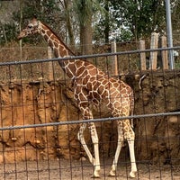Photo taken at Giraffe Exhibit by Andrew M. on 1/2/2023