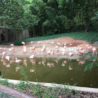 Photo taken at Flamingo Exhibit by Andrew M. on 9/11/2016