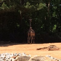 Photo taken at Giraffe Exhibit by Andrew M. on 5/15/2016