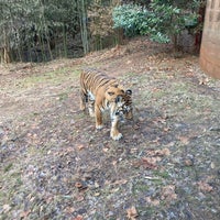 Photo taken at Sumatran Tiger Exhibit by Andrew M. on 1/2/2023