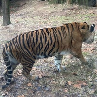 Photo taken at Sumatran Tiger Exhibit by Andrew M. on 1/2/2023