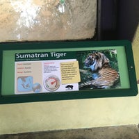 Photo taken at Sumatran Tiger Exhibit by Andrew M. on 2/11/2017