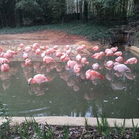 Photo taken at Flamingo Exhibit by Andrew M. on 2/11/2017