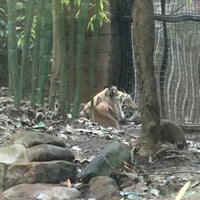 Photo taken at Sumatran Tiger Exhibit by Andrew M. on 2/11/2017