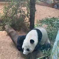 Photo taken at Panda Exhibit by Andrew M. on 7/7/2023