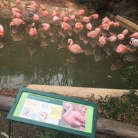 Photo taken at Flamingo Exhibit by Andrew M. on 2/11/2017