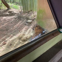 Photo taken at Sumatran Tiger Exhibit by Andrew M. on 2/25/2024