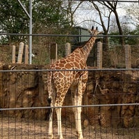 Photo taken at Giraffe Exhibit by Andrew M. on 1/2/2023