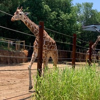 Photo taken at Giraffe Exhibit by Andrew M. on 7/3/2020