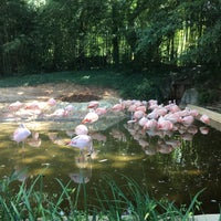 Photo taken at Flamingo Exhibit by Andrew M. on 9/24/2017