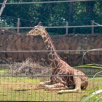 Photo taken at Giraffe Exhibit by Andrew M. on 7/7/2023