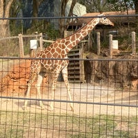 Photo taken at Giraffe Exhibit by Andrew M. on 2/25/2024