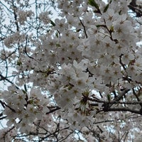 Photo taken at Yanaka Cemetery by イトー on 4/4/2024