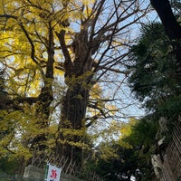 Photo taken at 王子神社のイチョウ by freebit on 12/10/2022